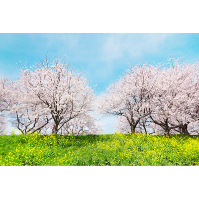 Beautiful Japanese Blossoming Trees by Kokoroyuki - Wrapped Canvas Print