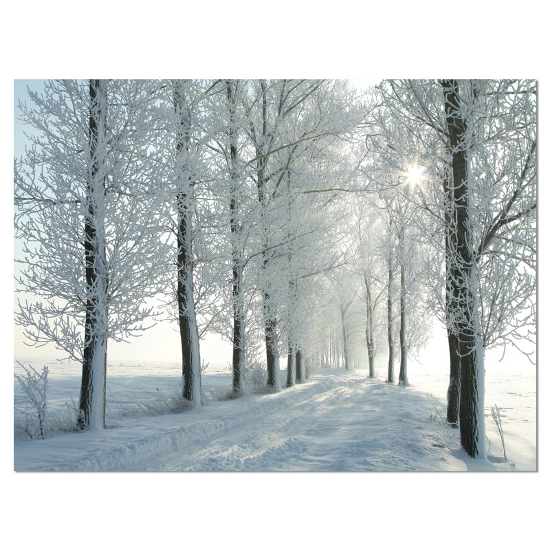 Landscape Winter Trees Backlit Morning Sun Canvas Photograph - Winter Trees, 30" H x 40" W x 1" D
