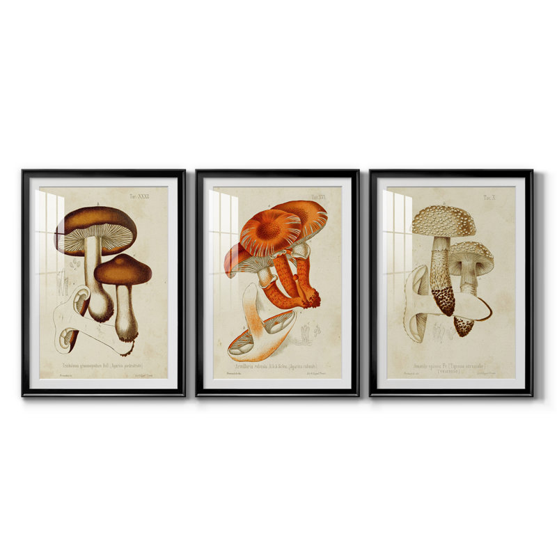 Champignon Variétés VI, reproduction encadrée de qualité supérieure, prête à être accrochée, H 24,5 po x l 55,5 po x P 1 po