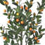 Mandarine 5 'en pot
