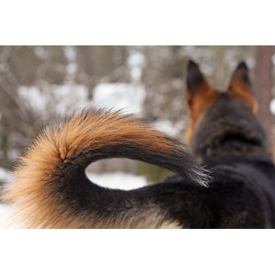 German Shepherd by Crisserbug