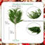 Ensemble de 12 branches de pin artificielles Norfolk-105077141