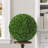Faux Boxwood Topiary-517917584-459724973
