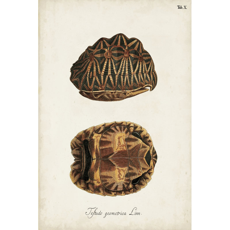 Tortues et coquillages antiques I, H 36 po x l 24 po x P 1,25 po