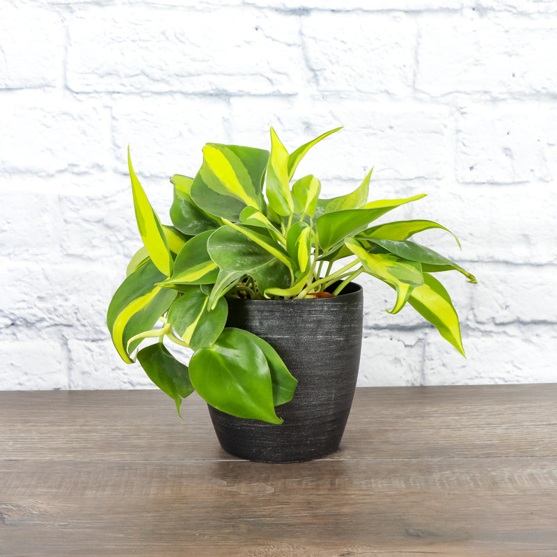Live Brazil Philodendron Plant in Classic Pot, Brushed Silver