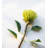 Pincushion Arrangement-19018087