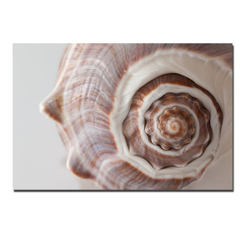 Coquillage - photographie sur papier, H 40 po x l 60 po x P 1,5 po