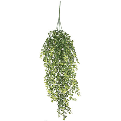 Maidenhair Fern Stems