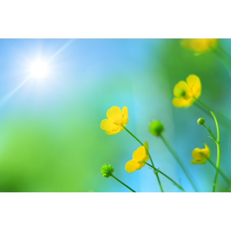 Sping Meadow by Konradlew, 12" H x 18" W
