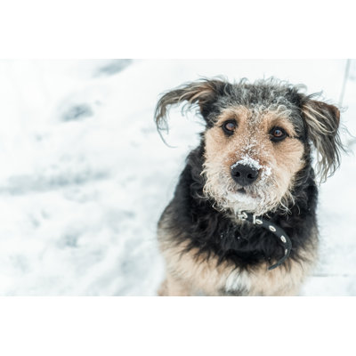 «Dog Look Funny» par Bohemama - Photographie sur toile tendue