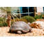 Statue de jardin tortue