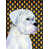 Boxer (brun et blanc