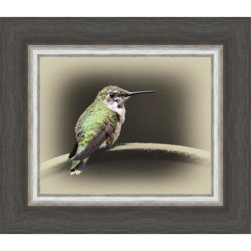 « féminin ruby enballed hummingbird », reproduction de photo sur toile tendue encadrée