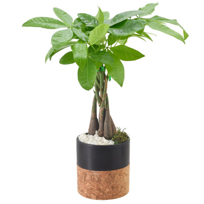 Arcadia Garden Products Live Money Tree (Pachira Aquatica) (Jade Plant) Plant in Ceramic Pot