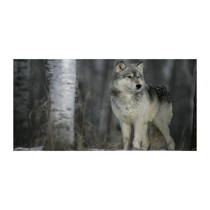 Grey Wolf - Wrapped Canvas Print
