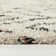 Simeon Cream Boho Shag Area Rug