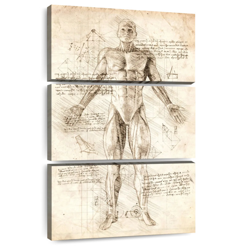 Keiri Human Muscles Anatomy, 38" H x 24" W