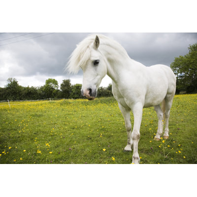 White Pony by Dageldog - No Frame Art Prints on Canvas