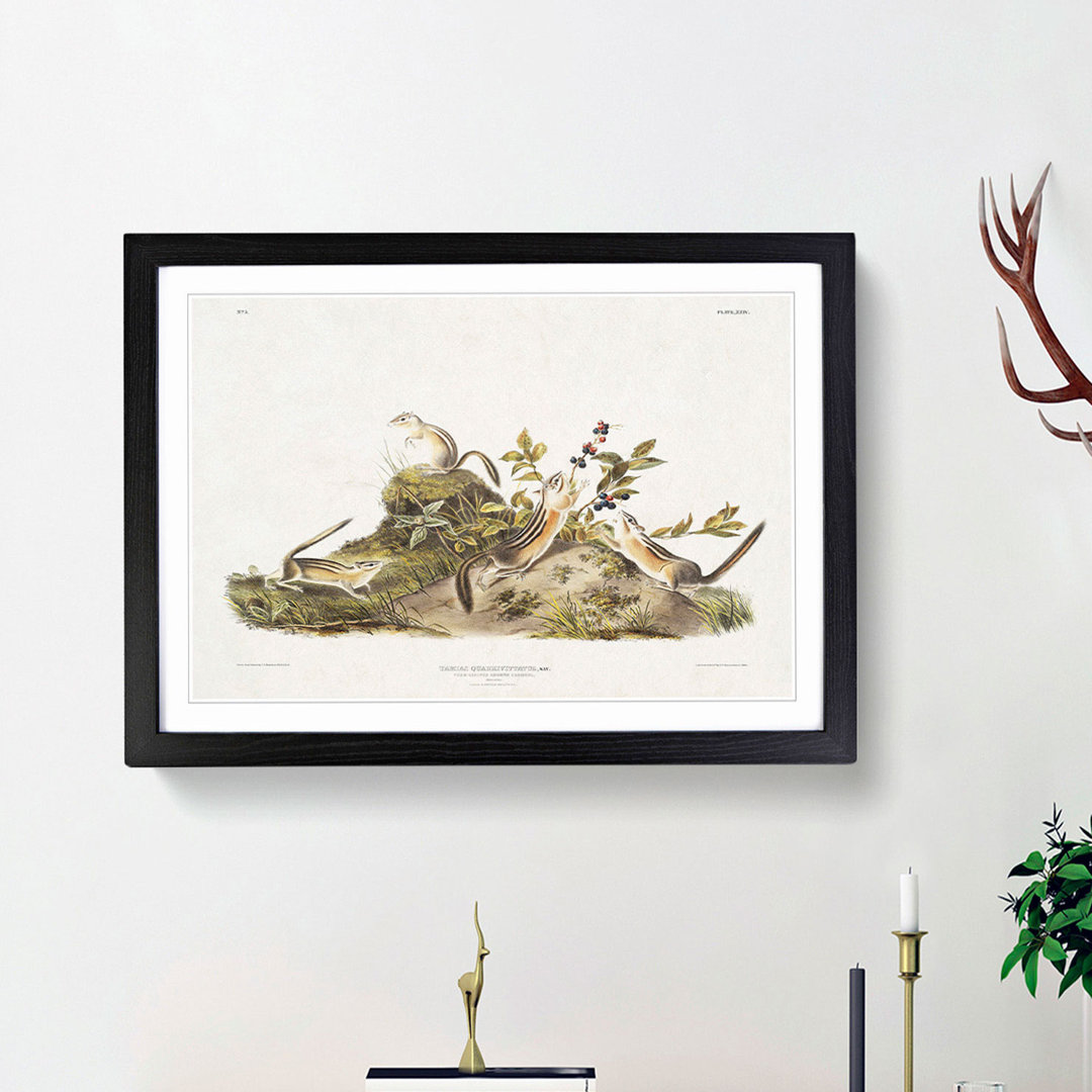 Four-Striped Ground Squirrels by J.W. Audubon - Framed Print