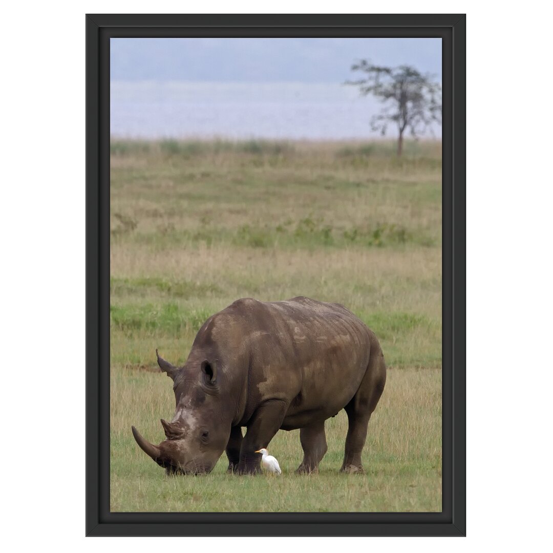 Gerahmtes Wandbild großes Nashorn beim Fressen