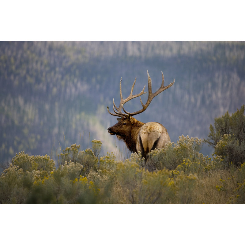 Huge Bull Deer by BirdofPrey - Wrapped Canvas Print, 81cm H x 122cm W