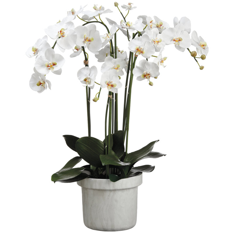 Plante florale en pot phalaenopsis orchidée