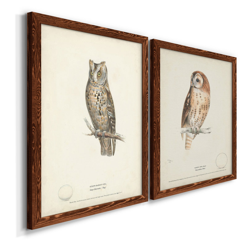 Scops - Eared Owl - Reproduction d'art graphique encadré, Toile encadrée noyer, H 24 po x l 36 po x P 1,5 po