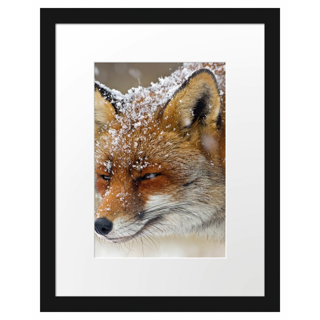 Gerahmtes Poster Fuchs im Schnee