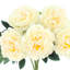 Peony Bunch - Set of 6-1496357771