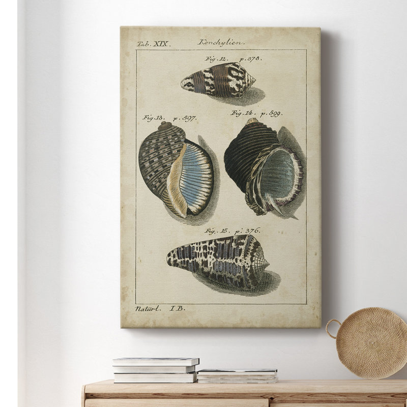Étude de coquillage rétro III - peinture sur toile tendue, H 36 po x l 24 po x P 1 po
