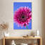 Rose Harnek Gerbera Daisy I-108385426