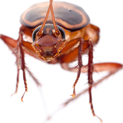 Cockroach by -Aniaostudio-