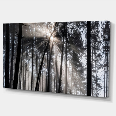 «Sunbeam Through Black White Forest», photographie