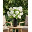 Sylvie RealTouch Snowball Hydrangea Arrangement