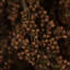 Vickerman 18-20" Brown Heather - 4-5 oz Bundle, Preserved