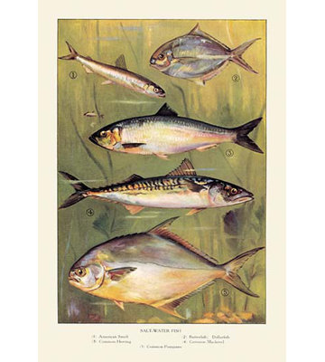 Publicité rétro eau salée fish