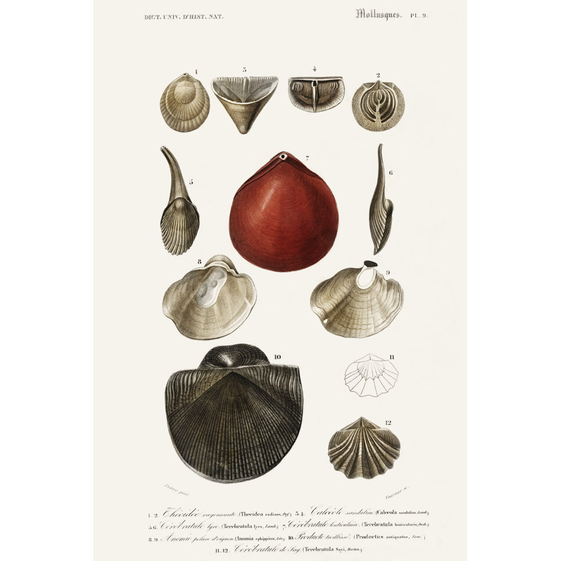 «D'orbigny Sealife I» sur toile par M. Charles D'Orbigny, H 18 po x l 12 po