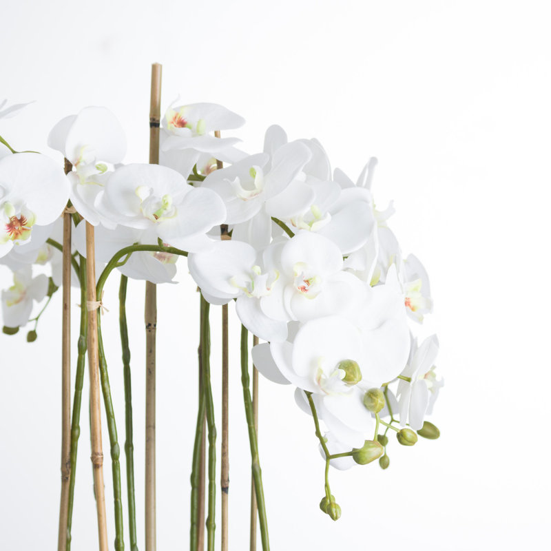 Orchid Arrangement in Vase