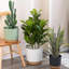 Planter
