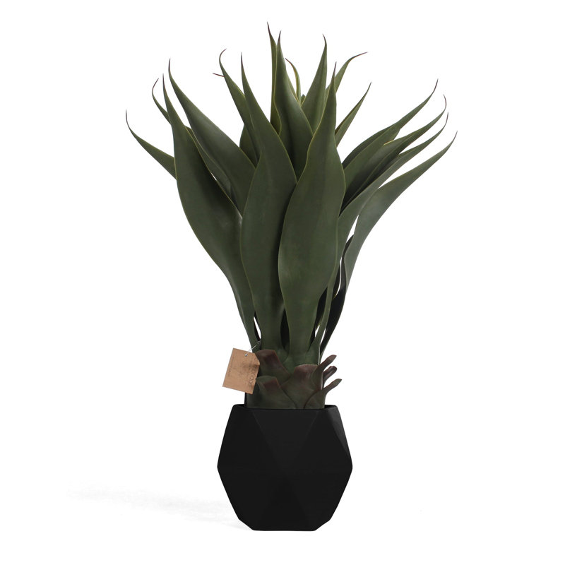 Primrue - Agave artificiel - blanc - paquet de 1, Noir