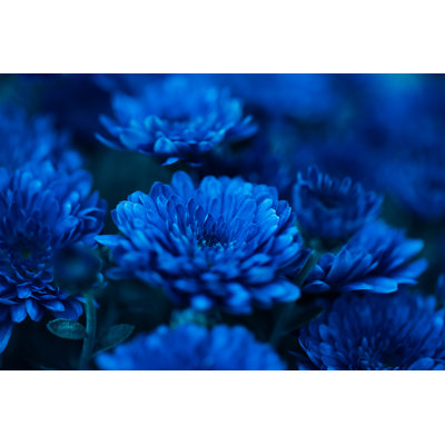 Beautiful Chrysanthemum Close Up by Dmitry_Nikolaienko - Wrapped Canvas Print