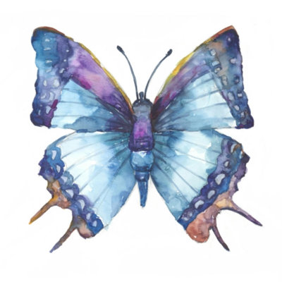 Vibrant Butterfly IV Print by Beverly Fuller