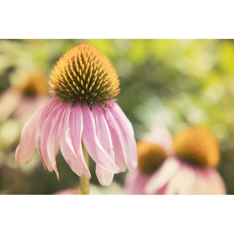 Echinacea Study II - Photograph, 61 cm H x 91 cm W, Black Floater Framed
