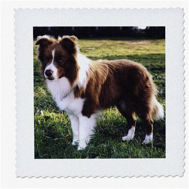 Collie Comfort Quilt Square