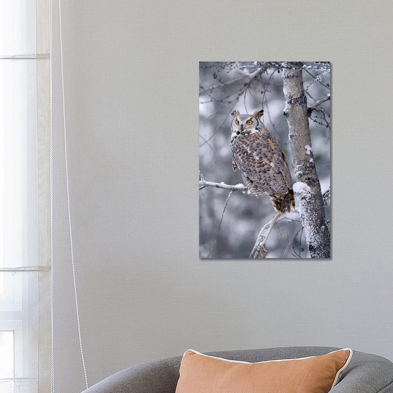 Great Horned Owl Perched In Tree Dusted With Snow by Tim Fitzharris - Wrapped Canvas Print