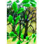 Rotateur cinématique tree of life Chapa