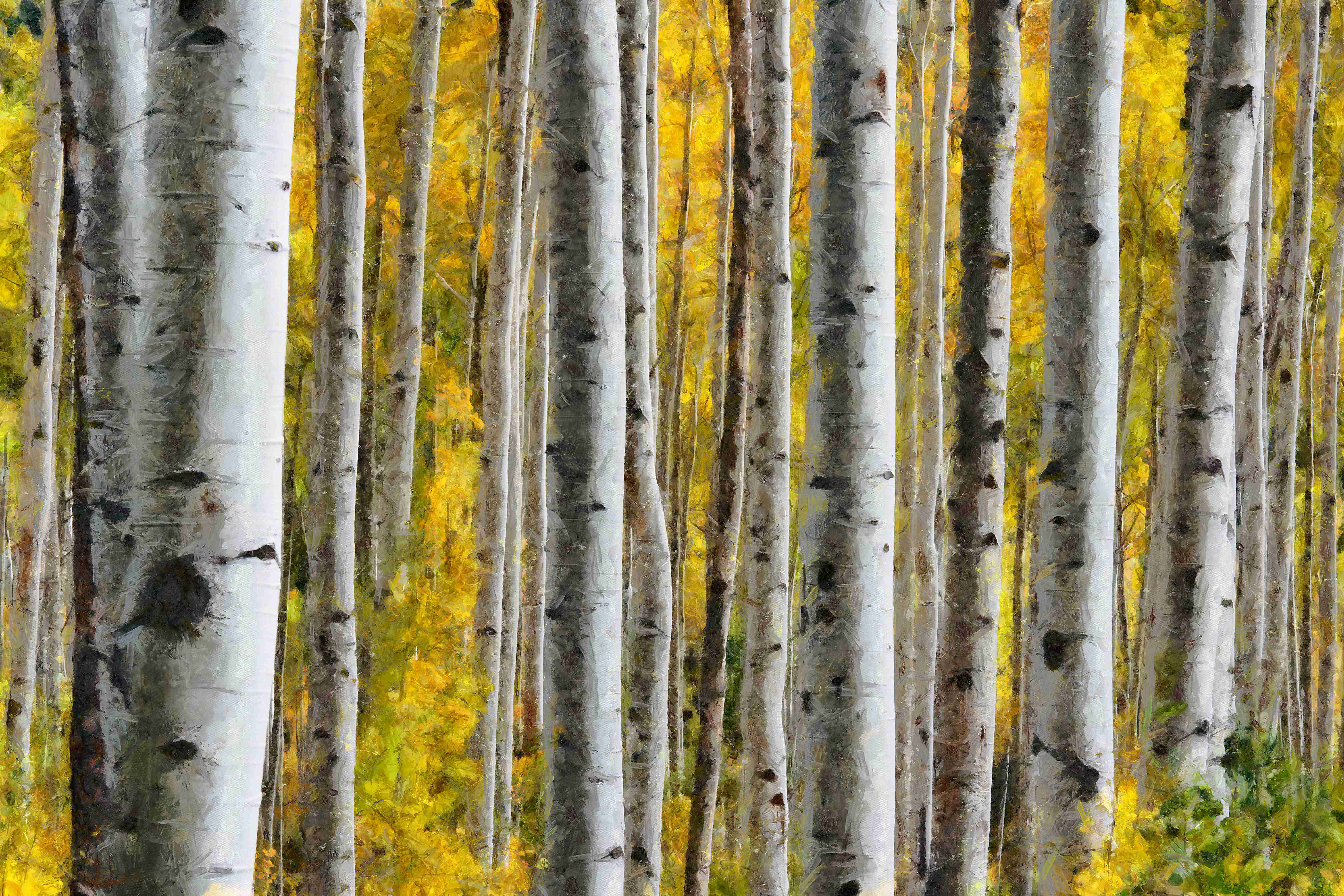 Millwood Pines Painted Birch Trees - Wrapped Canvas Photograph | Wayfair
