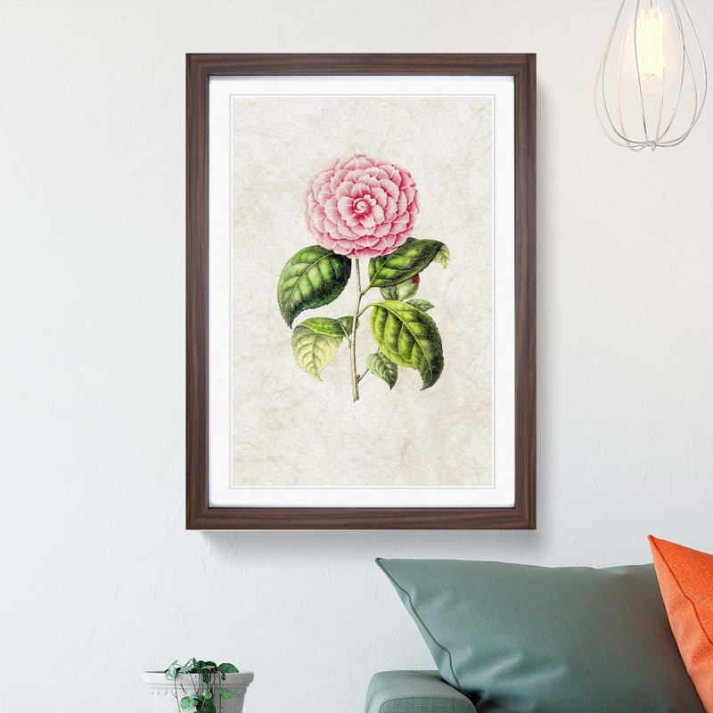 Pretty Pink Camellia Flower Illustration - Framed Print, 48cm H x 36cm W x 2cm D, Walnut Framed