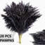 Plante grimpante 17 po Atalaya-1329839818-1329839831