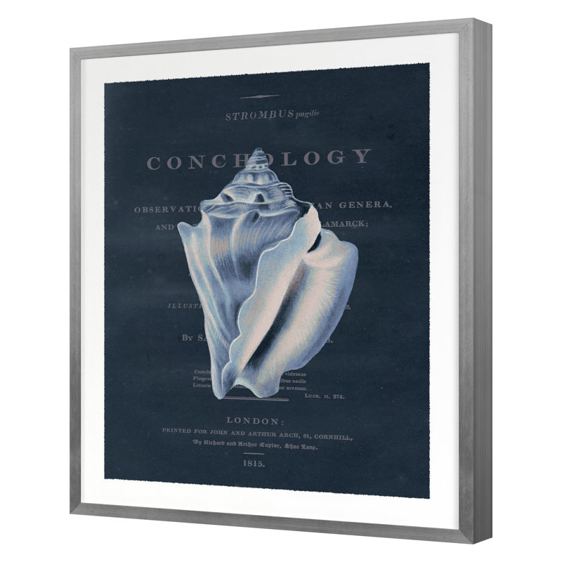 Conchology Strombus Pugilusby par Porter Design - impression d'un seul cadre